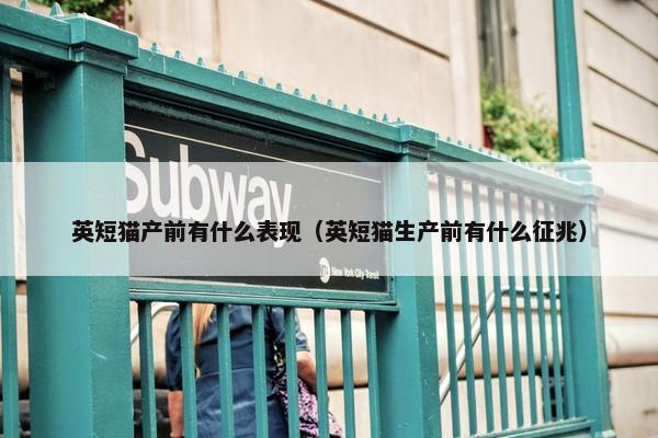 英短猫产前有什么表现（英短猫生产前有什么征兆）