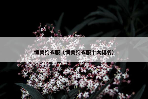 博美狗衣服（博美狗衣服十大排名）