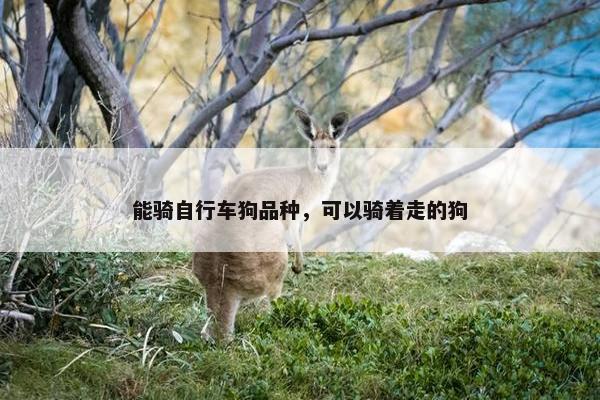 能骑自行车狗品种，可以骑着走的狗