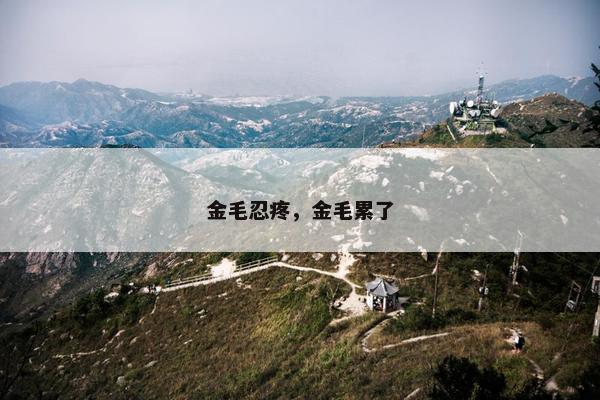 金毛忍疼，金毛累了