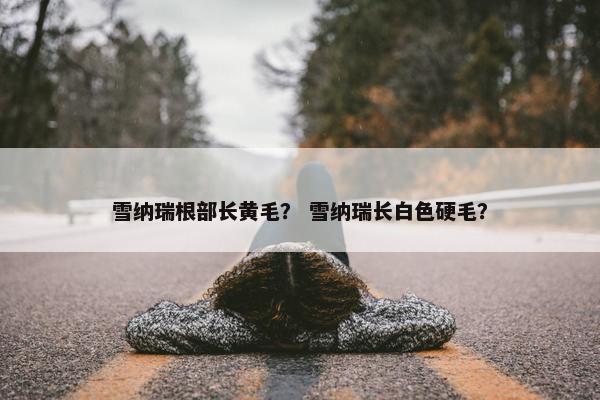 雪纳瑞根部长黄毛？ 雪纳瑞长白色硬毛？
