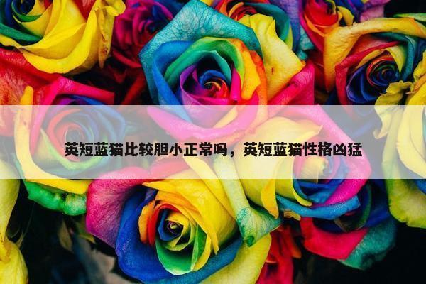 英短蓝猫比较胆小正常吗，英短蓝猫性格凶猛