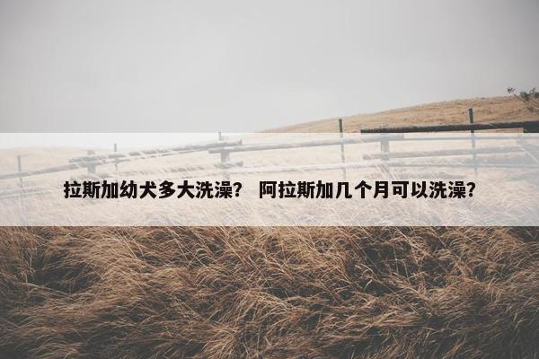 拉斯加幼犬多大洗澡？ 阿拉斯加几个月可以洗澡？