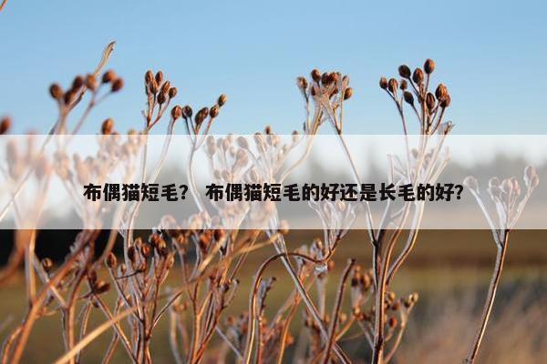 布偶猫短毛？ 布偶猫短毛的好还是长毛的好？
