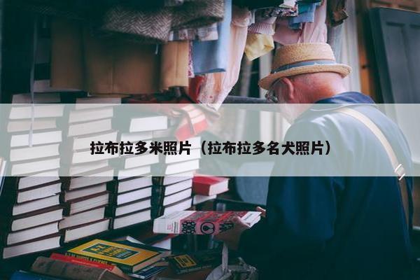 拉布拉多米照片（拉布拉多名犬照片）