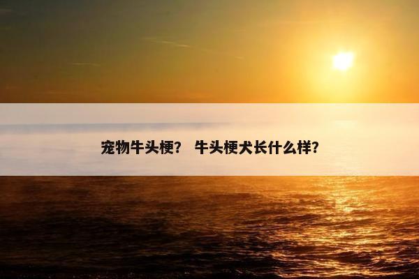 宠物牛头梗？ 牛头梗犬长什么样？
