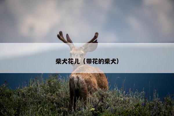 柴犬花儿（带花的柴犬）