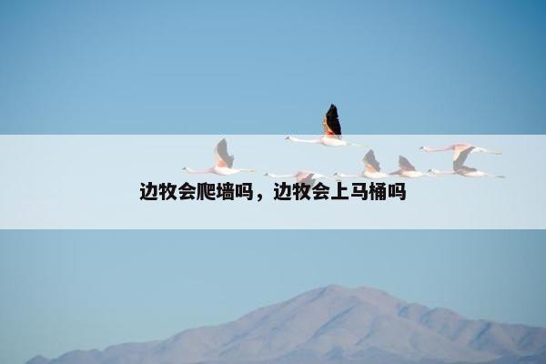 边牧会爬墙吗，边牧会上马桶吗