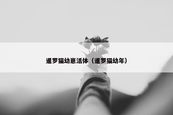 暹罗猫幼崽活体（暹罗猫幼年）
