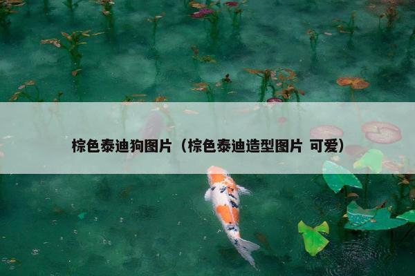 棕色泰迪狗图片（棕色泰迪造型图片 可爱）