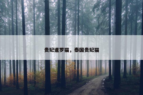 贵妃暹罗猫，泰国贵妃猫