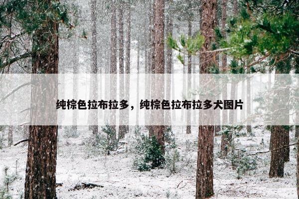 纯棕色拉布拉多，纯棕色拉布拉多犬图片
