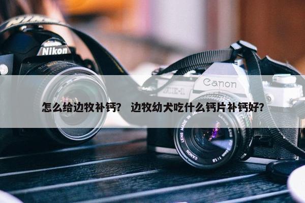 怎么给边牧补钙？ 边牧幼犬吃什么钙片补钙好？