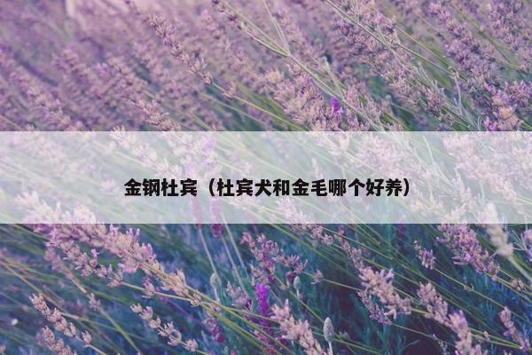 金钢杜宾（杜宾犬和金毛哪个好养）