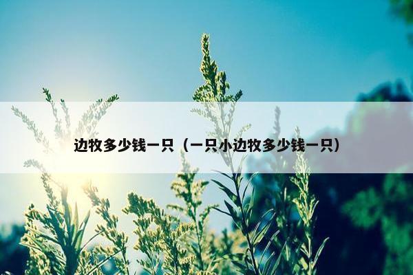 边牧多少钱一只（一只小边牧多少钱一只）
