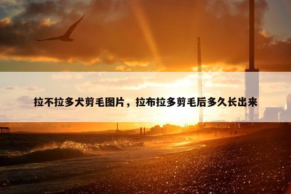 拉不拉多犬剪毛图片，拉布拉多剪毛后多久长出来