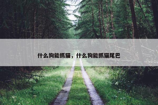 什么狗能抓猫，什么狗能抓猫尾巴