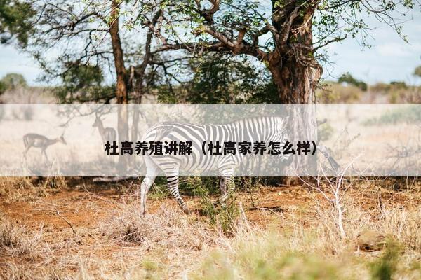 杜高养殖讲解（杜高家养怎么样）