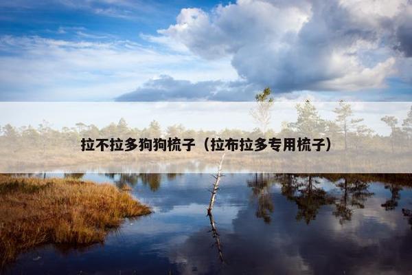 拉不拉多狗狗梳子（拉布拉多专用梳子）