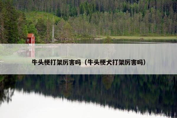 牛头梗打架厉害吗（牛头梗犬打架厉害吗）