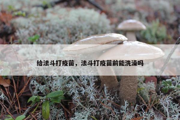 给法斗打疫苗，法斗打疫苗前能洗澡吗