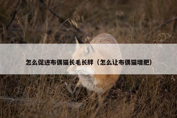 怎么促进布偶猫长毛长胖（怎么让布偶猫增肥）
