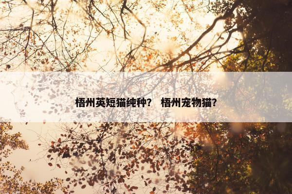 梧州英短猫纯种？ 梧州宠物猫？