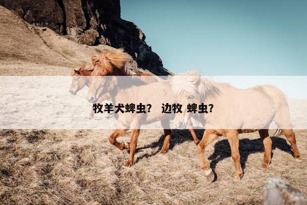 牧羊犬蜱虫？ 边牧 蜱虫？