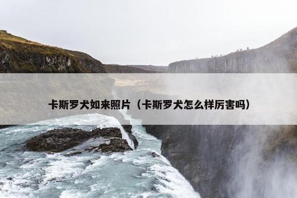 卡斯罗犬如来照片（卡斯罗犬怎么样厉害吗）