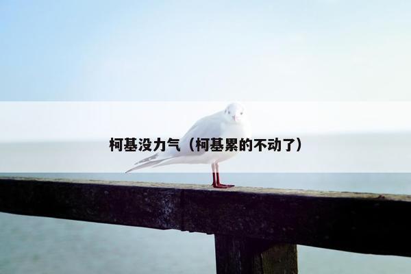 柯基没力气（柯基累的不动了）