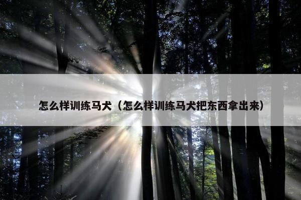 怎么样训练马犬（怎么样训练马犬把东西拿出来）