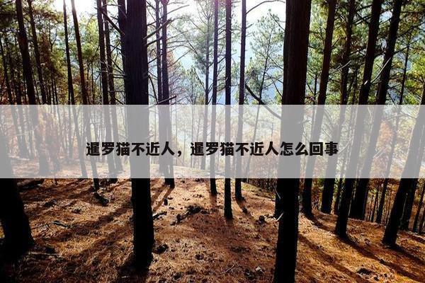 暹罗猫不近人，暹罗猫不近人怎么回事