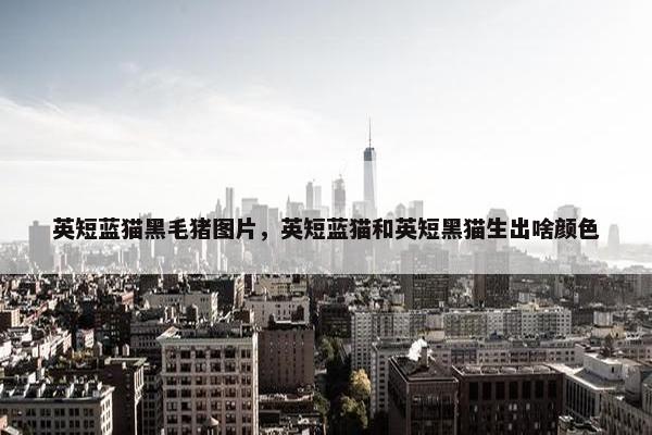 英短蓝猫黑毛猪图片，英短蓝猫和英短黑猫生出啥颜色