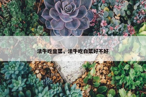法牛吃韭菜，法牛吃白菜好不好