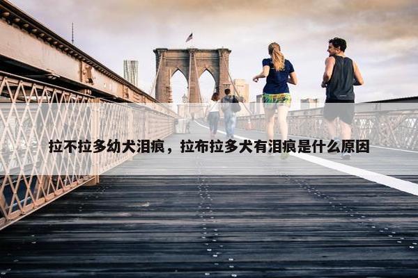 拉不拉多幼犬泪痕，拉布拉多犬有泪痕是什么原因