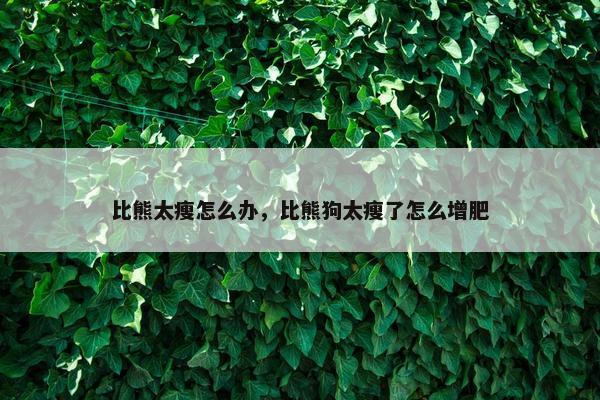 比熊太瘦怎么办，比熊狗太瘦了怎么增肥