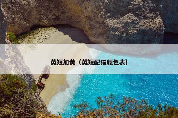 英短加黄（英短配猫颜色表）