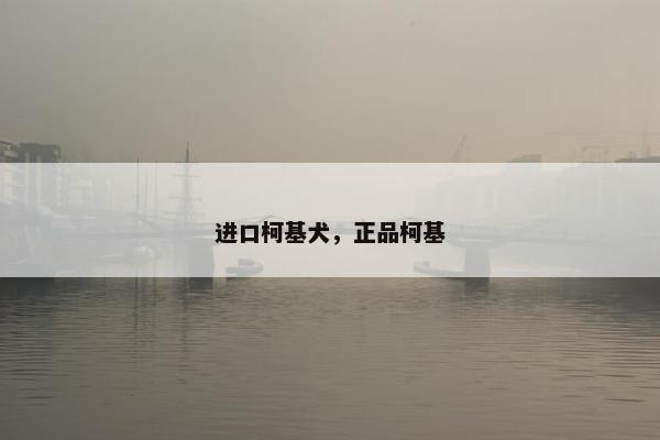 进口柯基犬，正品柯基