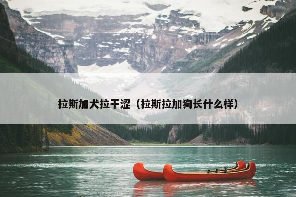 拉斯加犬拉干涩（拉斯拉加狗长什么样）