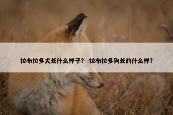 拉布拉多犬长什么样子？ 拉布拉多狗长的什么样？