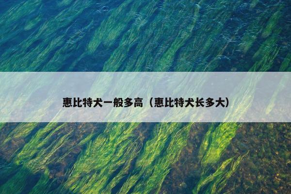 惠比特犬一般多高（惠比特犬长多大）
