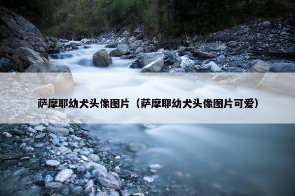 萨摩耶幼犬头像图片（萨摩耶幼犬头像图片可爱）