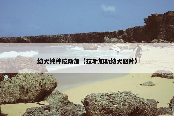 幼犬纯种拉斯加（拉斯加斯幼犬图片）