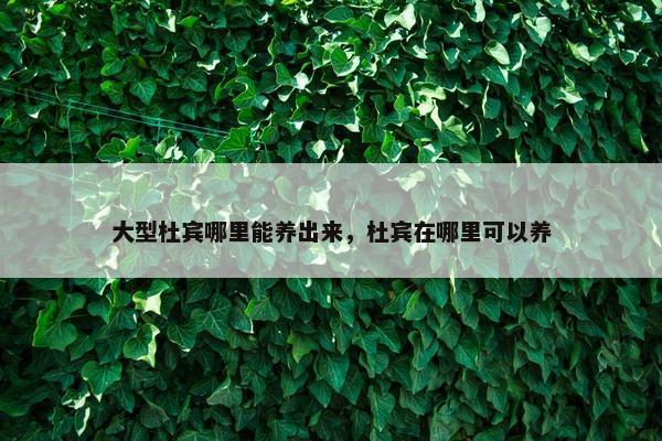 大型杜宾哪里能养出来，杜宾在哪里可以养