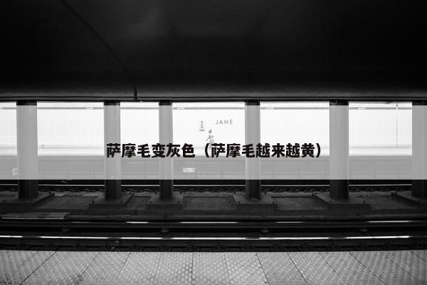 萨摩毛变灰色（萨摩毛越来越黄）