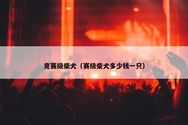 竞赛级柴犬（赛级柴犬多少钱一只）