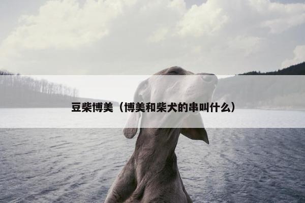 豆柴博美（博美和柴犬的串叫什么）