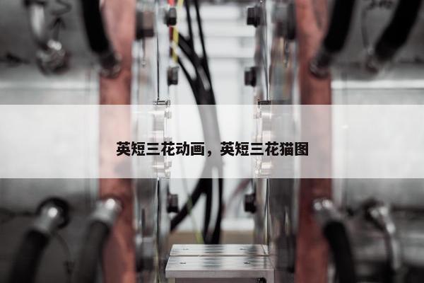 英短三花动画，英短三花猫图
