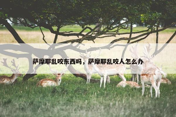 萨摩耶乱咬东西吗，萨摩耶乱咬人怎么办