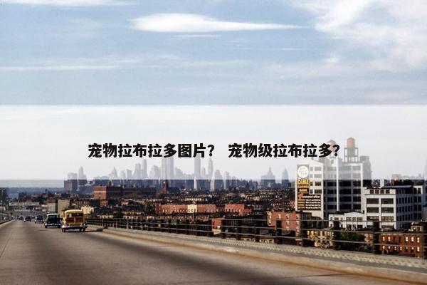 宠物拉布拉多图片？ 宠物级拉布拉多？